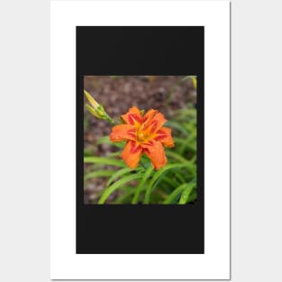 Orange Lily and Bud Photographic Image Posters and Art